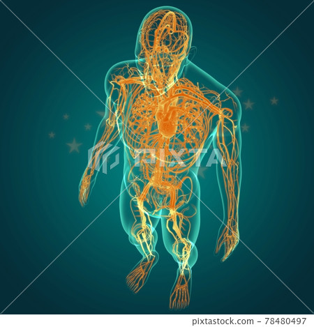 Human Heart With Circulatory System Anatomy For Medical Concept 3D Human Heart With Circulatory System Anatomy For Medical Concept 3D 78480497