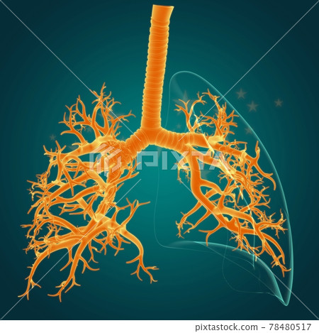 Lungs Human Respiratory System Anatomy For Medical Concept 3D 78480517