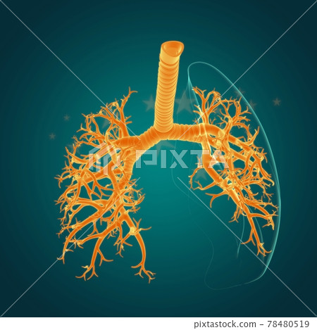 Lungs Human Respiratory System Anatomy For Medical Concept 3D 78480519