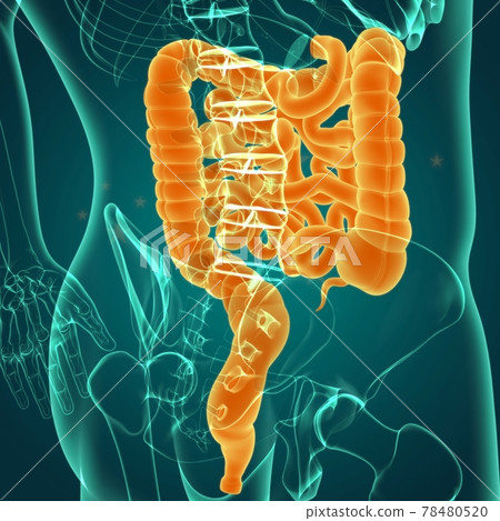 Small and large Intestine 3D Illustration Human Digestive System Anatomy Small and large Intestine 3D Illustration Human Digestive System Anatomy 78480520