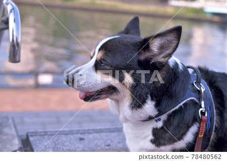 沿著水走的黑色柯基犬的輪廓 78480562