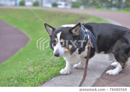 走在銀行的黑柯基犬 走在銀行的黑柯基犬 78480568
