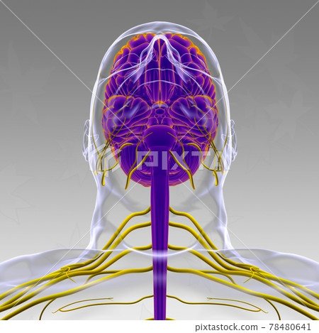 Human Brain Anatomy For Medical Concept 3D Rendering Human Brain Anatomy For Medical Concept 3D Rendering 78480641