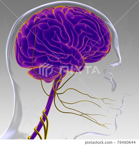Human Brain Anatomy For Medical Concept 3D Rendering Human Brain Anatomy For Medical Concept 3D Rendering 78480644