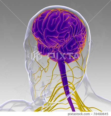 Human Brain Anatomy For Medical Concept 3D Human Brain Anatomy For Medical Concept 3D 78480645
