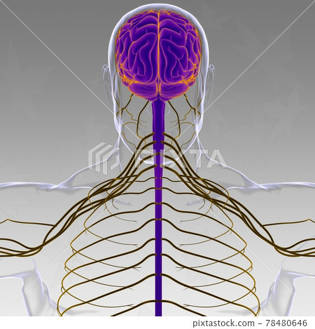 Human Brain Anatomy For Medical Concept 3D Human Brain Anatomy For Medical Concept 3D 78480646