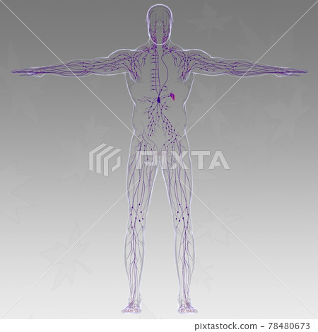 Human Lymph Nodes Anatomy For Medical Concept 3D Rendering Human Lymph Nodes Anatomy For Medical Concept 3D Rendering 78480673