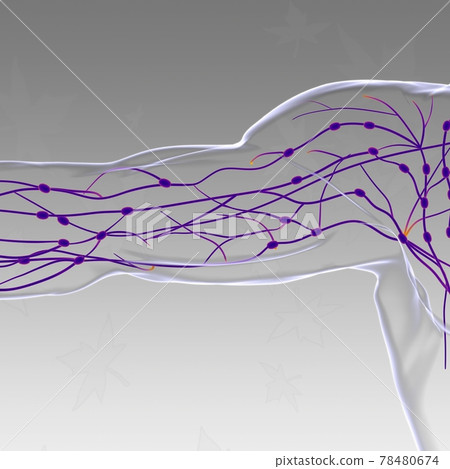 Human Lymph Nodes Anatomy For Medical Concept 3D Rendering Human Lymph Nodes Anatomy For Medical Concept 3D Rendering 78480674