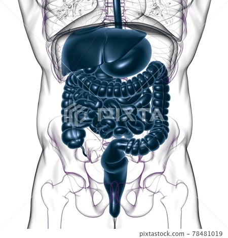 Human Digestive System Anatomy For Medical Concept 3D Human Digestive System Anatomy For Medical Concept 3D 78481019