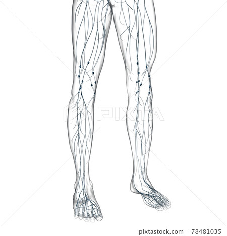 Human Lymph Nodes Anatomy For Medical Concept 3D Rendering Human Lymph Nodes Anatomy For Medical Concept 3D Rendering 78481035