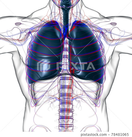 Lungs Human Respiratory System Anatomy For Medical Concept 3D Rendering 78481065