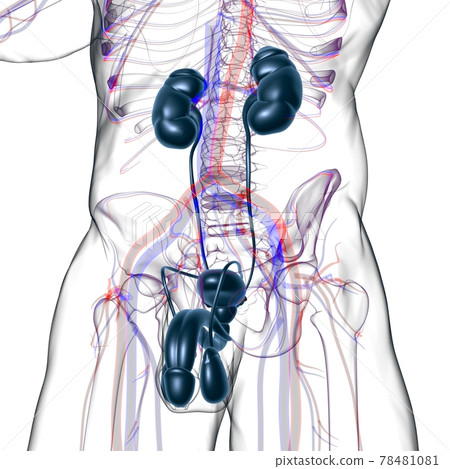 Male Reproductive System Anatomy For Medical Concept 3D Rendering 78481081