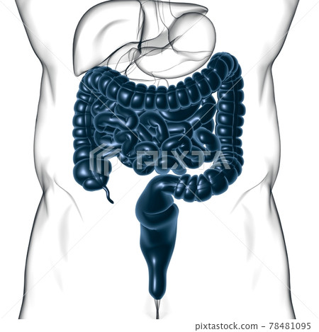 Small and Large Intestine 3D Illustration Human Digestive System Anatomy 78481095