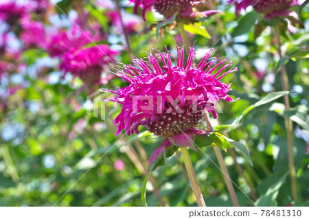 Red bergamot flowers Red bergamot flowers 78481310