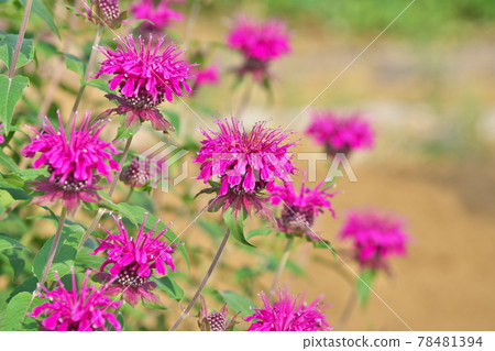 Red bergamot flowers Red bergamot flowers 78481394