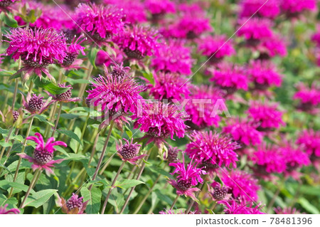 Red bergamot flowers Red bergamot flowers 78481396