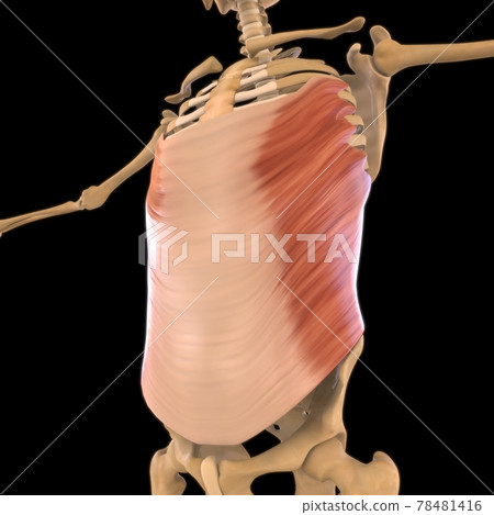 Abdominal External Oblique Muscle Anatomy For Medical Concept 3D Illustration 78481416