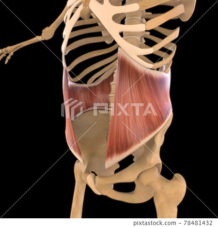 Internal Oblique Anatomy For Medical Concept 3D Illustration 78481432