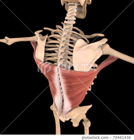 Latissim Muscle Anatomy For Medical Concept 3D Illustration 78481436