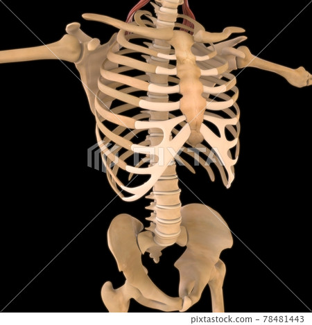 Levator Scapulae Muscle Anatomy For Medical Concept 3D Illustration 78481443