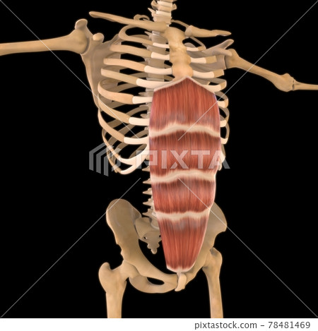 Rectus Abdominis Muscle Anatomy For Medical Concept 3D Illustration 78481469