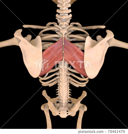 Rhomboid Major Muscle Anatomy For Medical Concept 3D Illustration 78481470