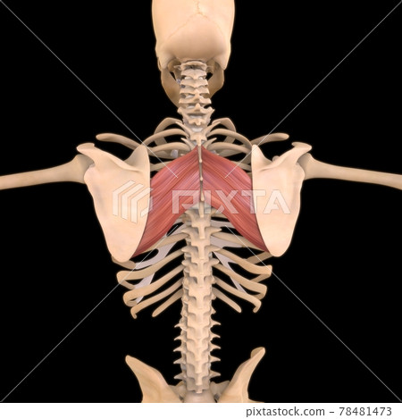 Rhomboid Major Muscle Anatomy For Medical Concept 3D Illustration 78481473