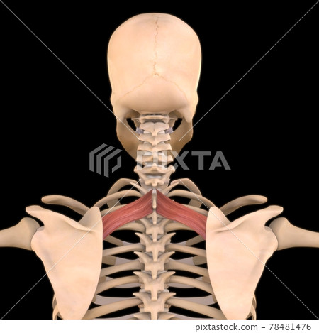 Rhomboid Minor Muscle Anatomy For Medical Concept 3D Illustration 78481476