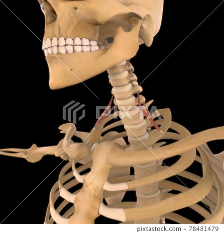 Scalenus Anterior Muscle Anatomy For Medical Concept 3D Illustration 78481479
