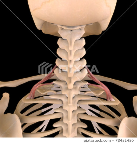 Scalenus Posterior Muscle Anatomy For Medical Concept 3D Illustration 78481480