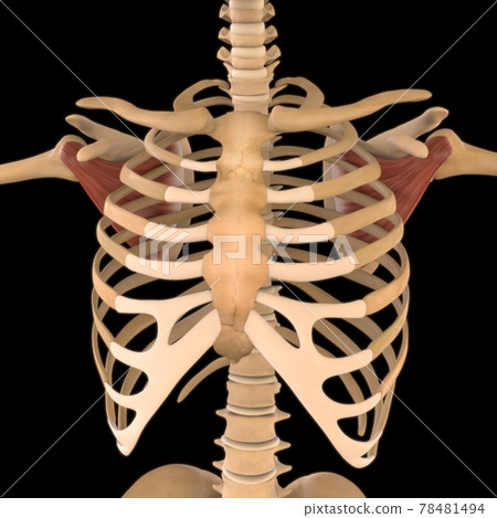 Subscapularis Muscle Anatomy For Medical Concept 3D Illustration 78481494