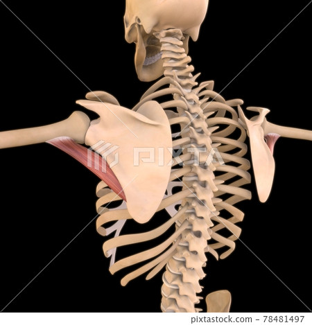 Teres Major Muscle Anatomy For Medical Concept 3D Illustration 78481497