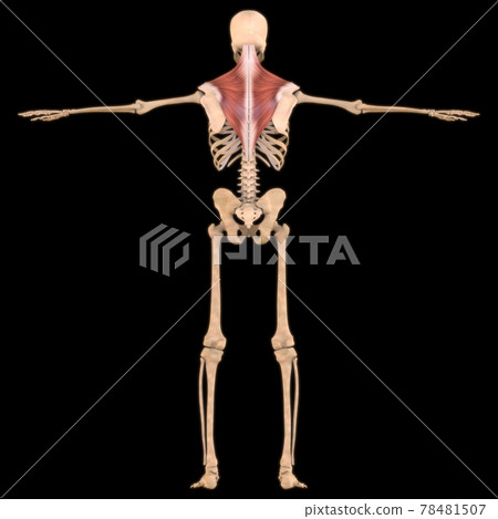 Trapezius Muscle Anatomy For Medical Concept 3D Illustration Trapezius Muscle Anatomy For Medical Concept 3D Illustration 78481507