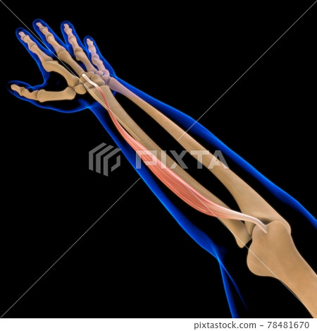 Extensor Carpi Radialis Brevis Muscle Anatomy... - Stock Illustration ...