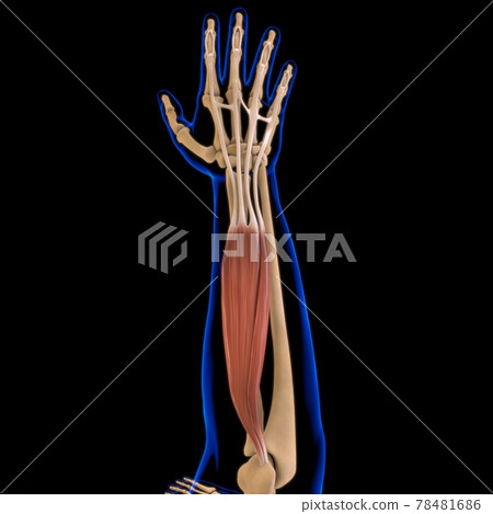 Extensor Digitorum Muscle Anatomy For Medical Concept 3D Illustration Extensor Digitorum Muscle Anatomy For Medical Concept 3D Illustration 78481686