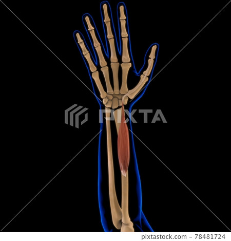 Flexor Pollicis Brevis Muscle Anatomy For Medical Concept 3D Illustration 78481724
