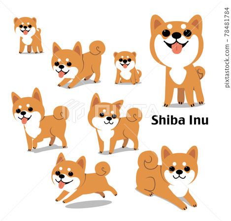 Shiba Inu 78481784