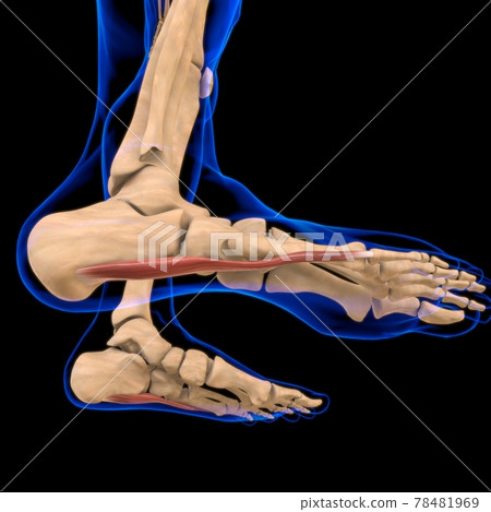 Abductor Digiti Minimi Muscle Anatomy For Medical Concept 3D Illustration Abductor Digiti Minimi Muscle Anatomy For Medical Concept 3D Illustration 78481969