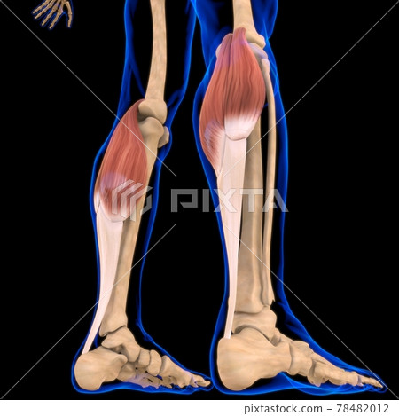 Gastrocnemius Muscle Anatomy For Medical Concept 3D Illustration 78482012