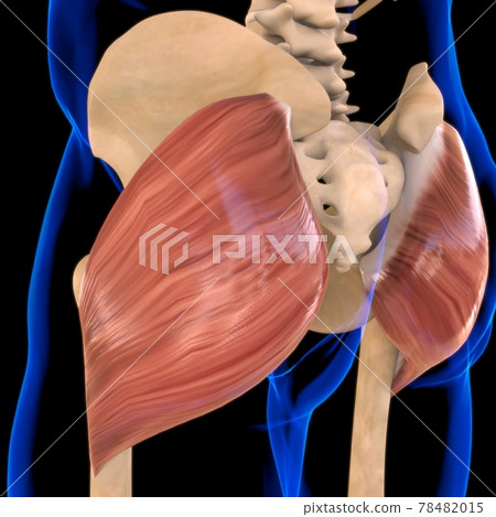 Gluteus Maximus Muscle Anatomy For Medical Concept 3D Illustration 78482015