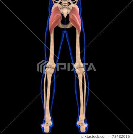 Gluteus Maximus Muscle Anatomy For Medical Concept 3D Illustration Gluteus Maximus Muscle Anatomy For Medical Concept 3D Illustration 78482016