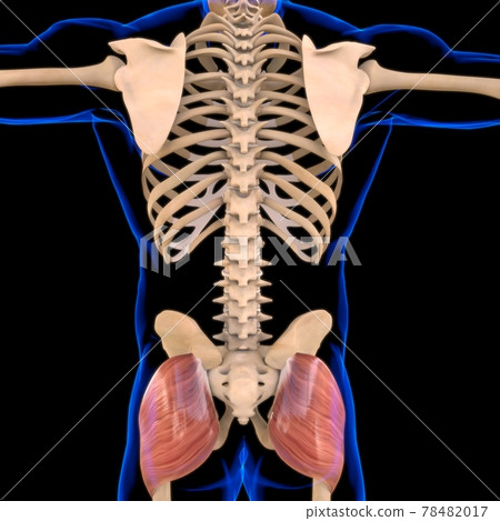 Gluteus Maximus Muscle Anatomy For Medical Concept 3D Illustration 78482017