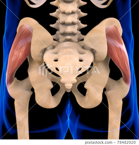 Gluteus Medius Muscle Anatomy For Medical... - Stock Illustration ...