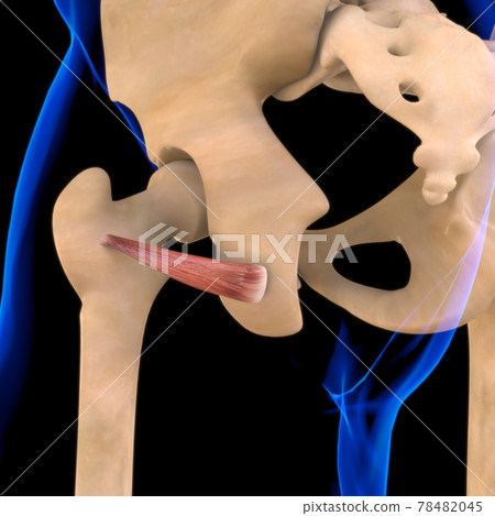 Inferior Gemellus Muscle Anatomy For Medical Concept 3D Illustration 78482045
