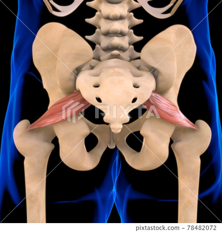 Piriformis Muscle Anatomy For Medical Concept 3D Illustration Piriformis Muscle Anatomy For Medical Concept 3D Illustration 78482072