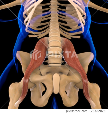 Psoas Major Muscle Anatomy For Medical Concept 3D Illustration 78482073