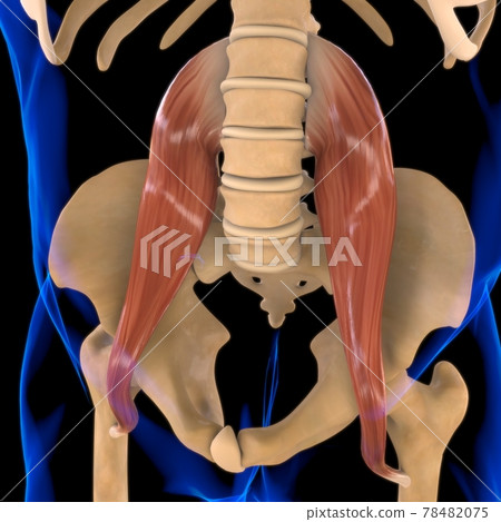Psoas Major Muscle Anatomy For Medical Concept 3D Illustration Psoas Major Muscle Anatomy For Medical Concept 3D Illustration 78482075