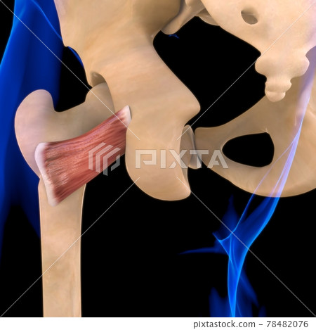 Quadriceps Femoris Muscle Anatomy For Medical Concept 3D Illustration Quadriceps Femoris Muscle Anatomy For Medical Concept 3D Illustration 78482076