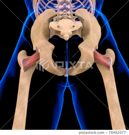 Quadriceps Femoris Muscle Anatomy For Medical Concept 3D Illustration Quadriceps Femoris Muscle Anatomy For Medical Concept 3D Illustration 78482077