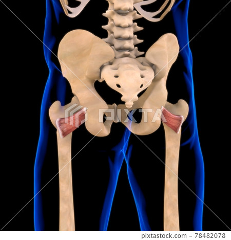 Quadriceps Femoris Muscle Anatomy For Medical Concept 3D Illustration Quadriceps Femoris Muscle Anatomy For Medical Concept 3D Illustration 78482078